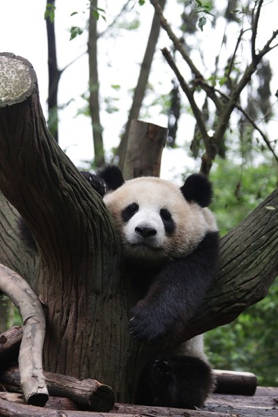 中国成都的大熊猫