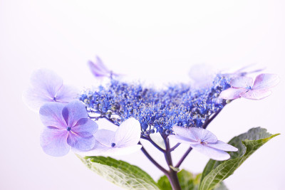 绣球花