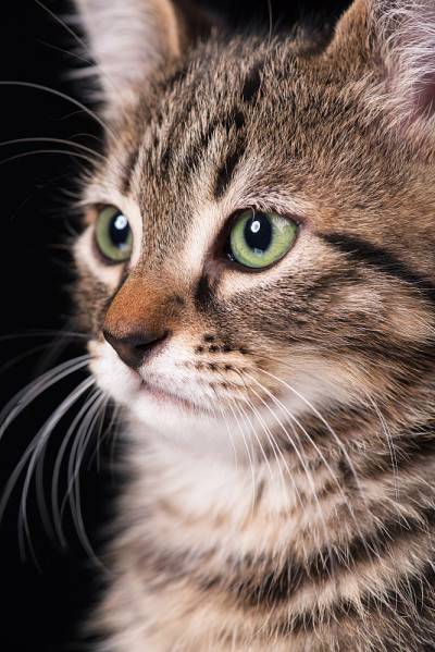 可爱的小猫