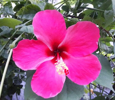 芙蓉花