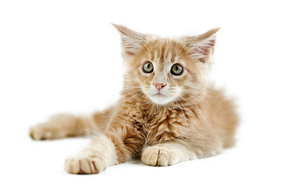 缅因猫，孤独