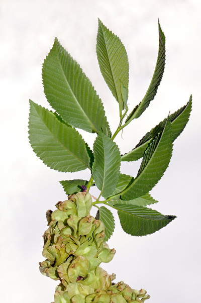 欧洲白榆树