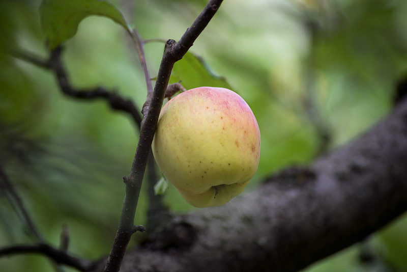 yellow apple on branch of apple tree in a garden