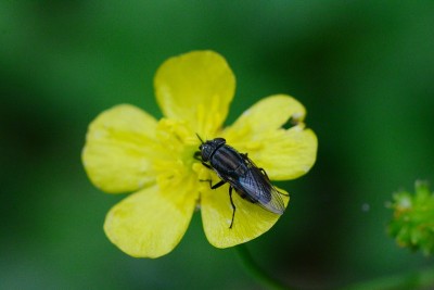Stomorhina lunata