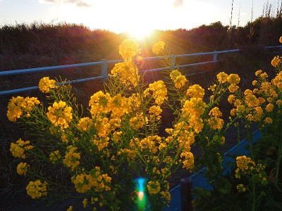 在日语中，菜花或中国菜花被称为菜花