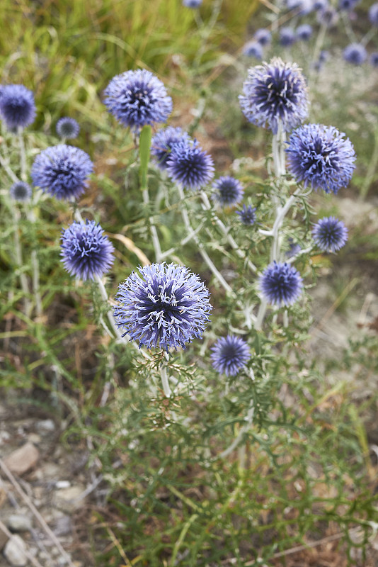 海参又开花了