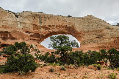 Wilson Arch with Tree
