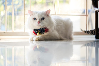 白色的波斯猫