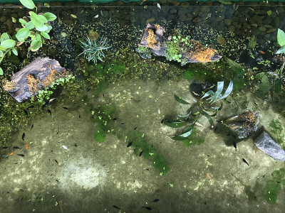 Fish aquarium