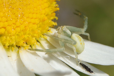 Misumène部门(Misumena vatia)