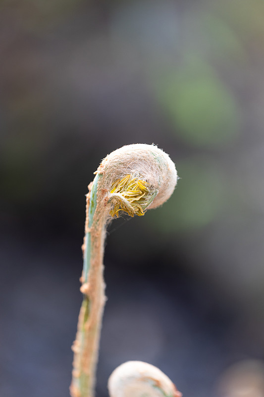 花选择