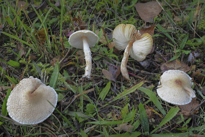 Lepiota oreadiformis是一种有毒蘑菇