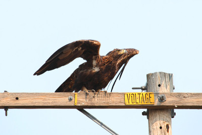 金鹰(Aquila chrysaetos)