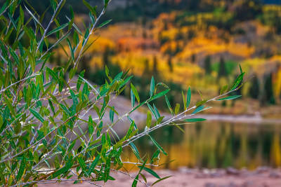Maroon Bells Snowmass Wilderness USA