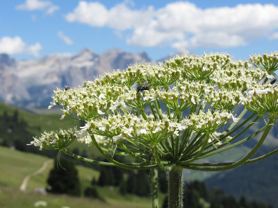 绿瓶蝇或绿瓶蝇(绿藻属)以大猪草(Heracleum sphondylium)的花蜜为食。瓦尔加迪纳