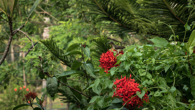 雌花莲花太阳鸟