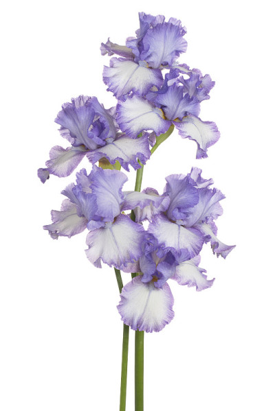 花孤立