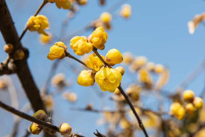 在公园里，腊梅花(Chimonanthus praecox)在二月中旬开放