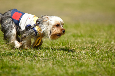 约克郡犬
