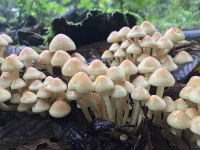 蘑菇