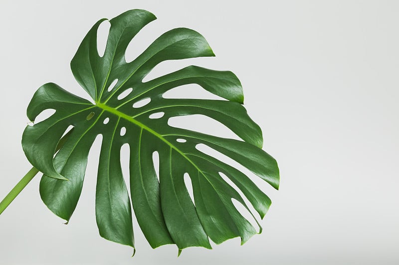 热带室内植物Monstera deliciosa单叶原图