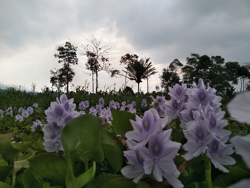 《暮光之城》的莲花