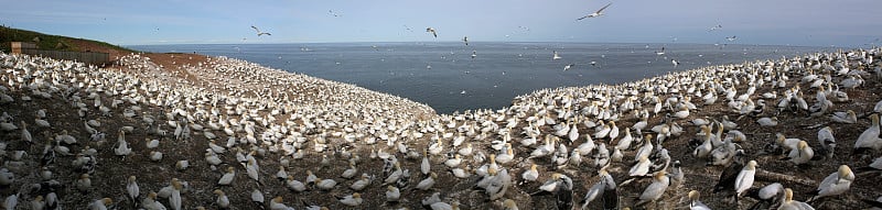 北塘鹅殖民地博纳旺蒂尔岛，加斯佩西半岛，加拿大