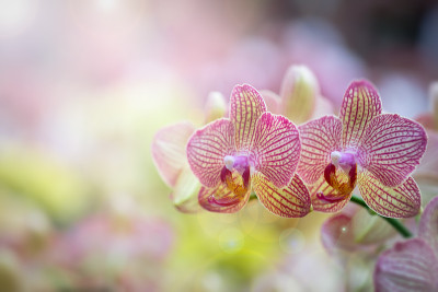兰花