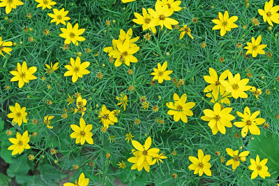 夏季花园里盛开的黄色coreopsis (coreopsis lanceolata)。