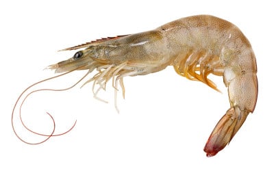 生虾