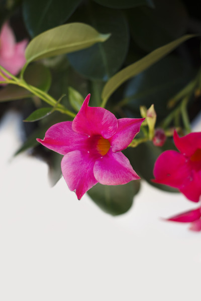 Dipladenia