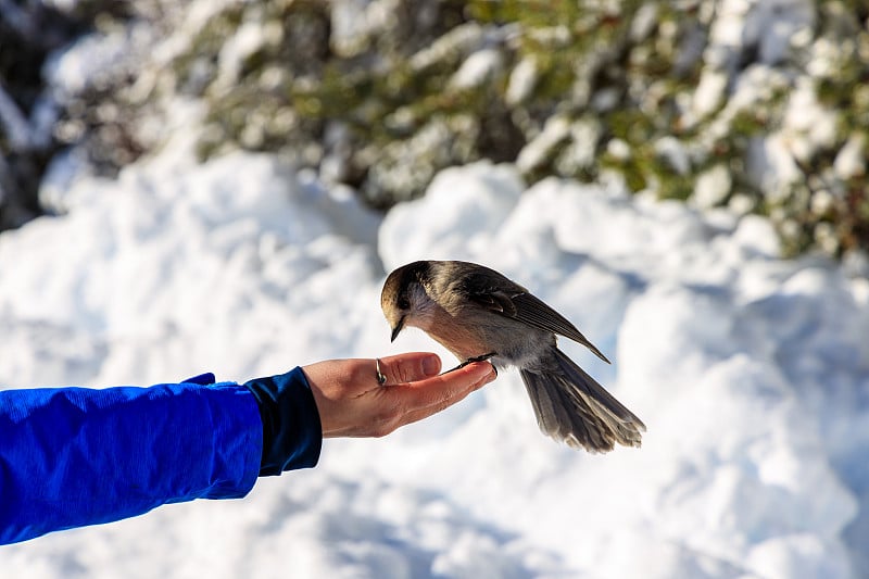 灰松鸦(Perisoreus canadensis)用手喂食