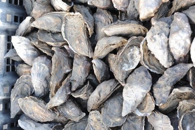 新鲜生蚝，贝壳，海鲜，海果