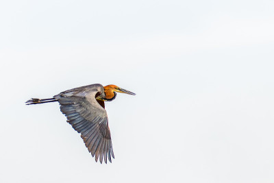 歌利亚苍鹭(Ardea Goliath)在飞行，Murchison Falls国家公园，乌干达。