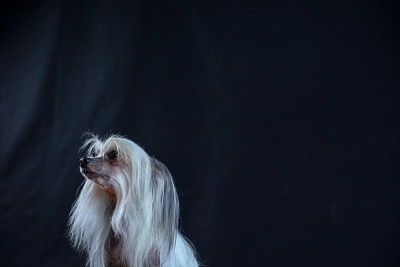 黑色背景上的无毛中国冠毛犬