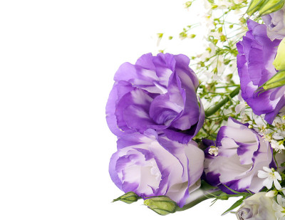 Eustoma花