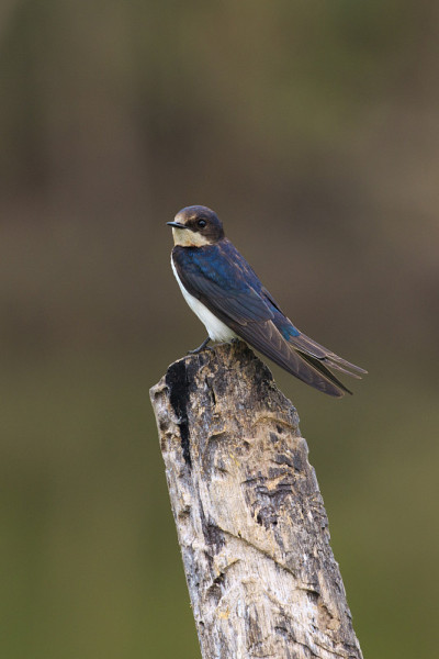 在自然背景的树桩上的家燕(Hirundo rustica)图片。鸟。的动物。