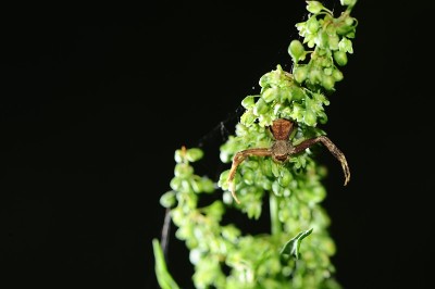 蟹蛛与花