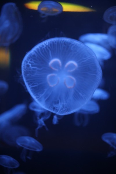 水母在黑光下发光