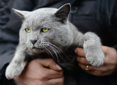 猫