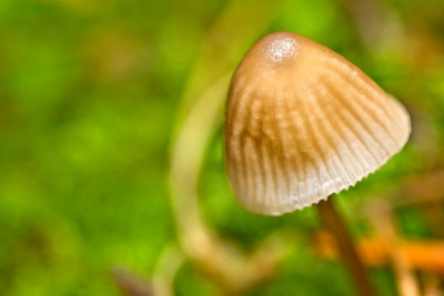 野生蘑菇，瓜达拉玛山国家公园，西班牙