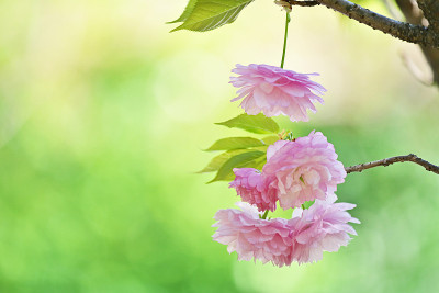 樱花