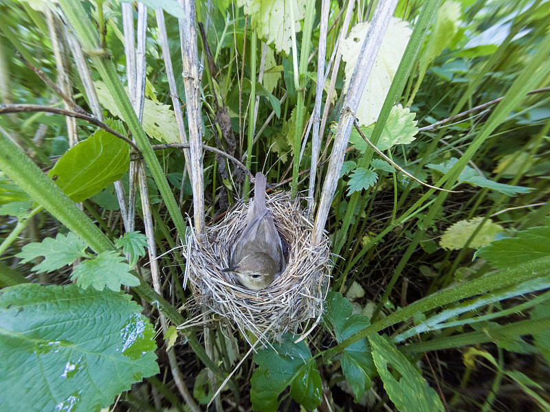 Acrocephalus dumetorum。大自然中布莱斯芦苇林莺的巢穴。