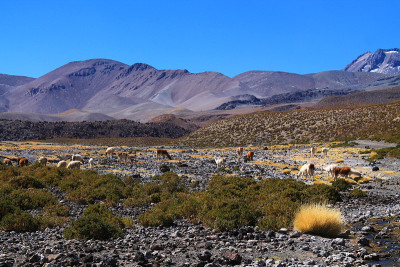 活火山前的沙漠绿洲里，一群喇嘛