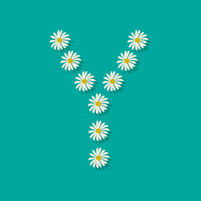 来自洋甘菊的字母Y
