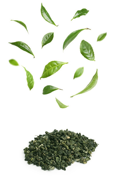 白底上的新鲜和干茶叶