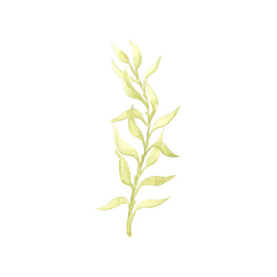 明亮的水彩叶子孤立的白色背景