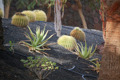 仙人掌的植物