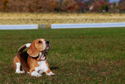 犬种小猎犬
