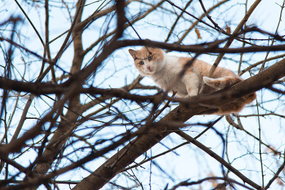 树上的猫